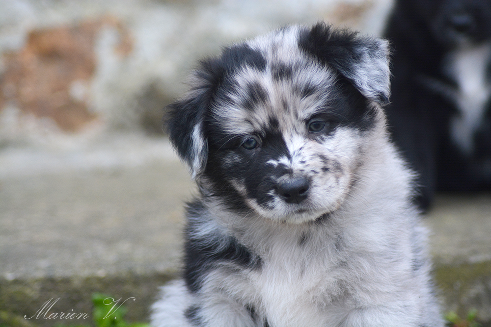 Photo d'un chiot berger australien, issue de la portée de Winnie Sherkhan, âgé de 6 semaines.